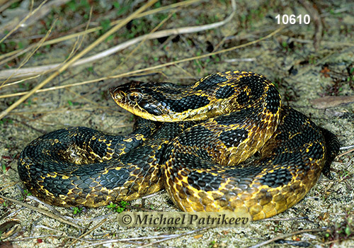 Eastern Hognose Snake (Heterodon platirhinos)